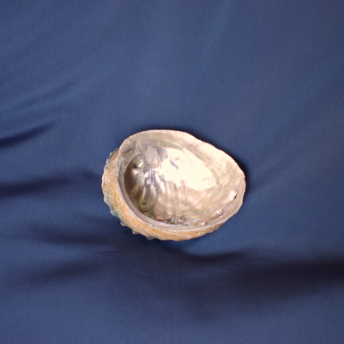 Concha Abulón